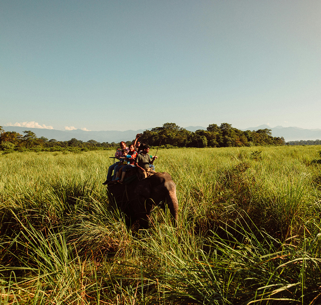 Manas Elephant Safari